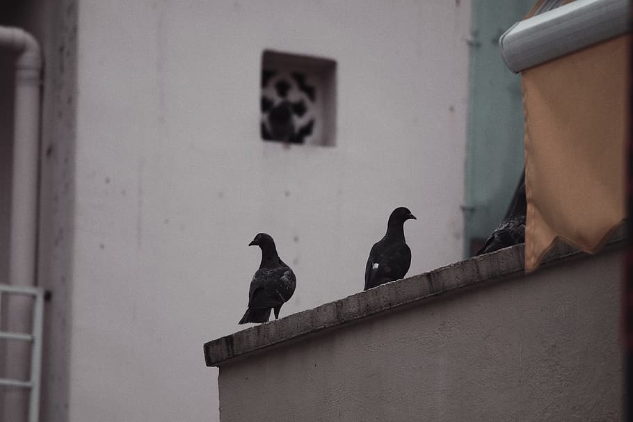 two black pigeons on concrete surface, animal, bird, dove, brick, HD wallpaper