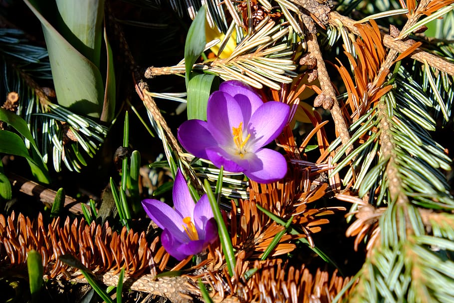 spring, crocus, flower, nature, purple, bloom, violet, flowers HD wallpaper
