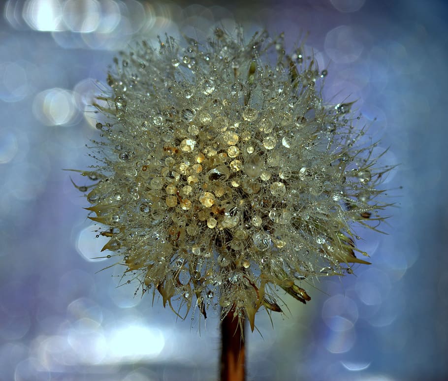 dandelion, drops, wet, dew, plant, water, beauty in nature HD wallpaper