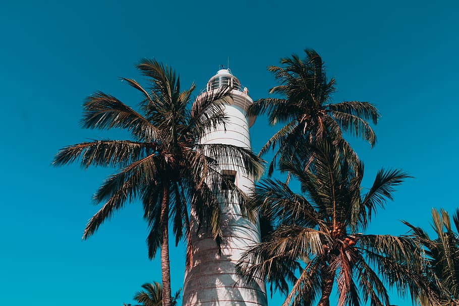 white lighthouse, palm tree, tropical climate, sky, low angle view HD wallpaper