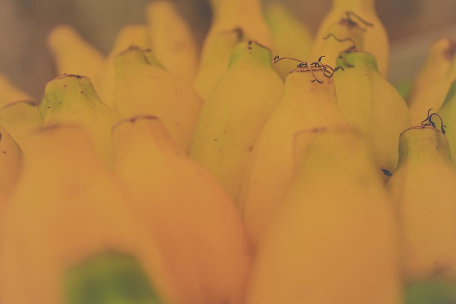 brasil, jarinu, plant, flower, yellow, selective focus, flowering plant HD wallpaper