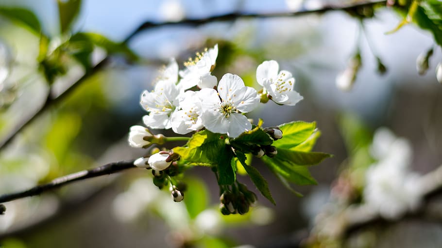 spring, blossom, flowers, cherry-tree, nature, green, sunny HD wallpaper