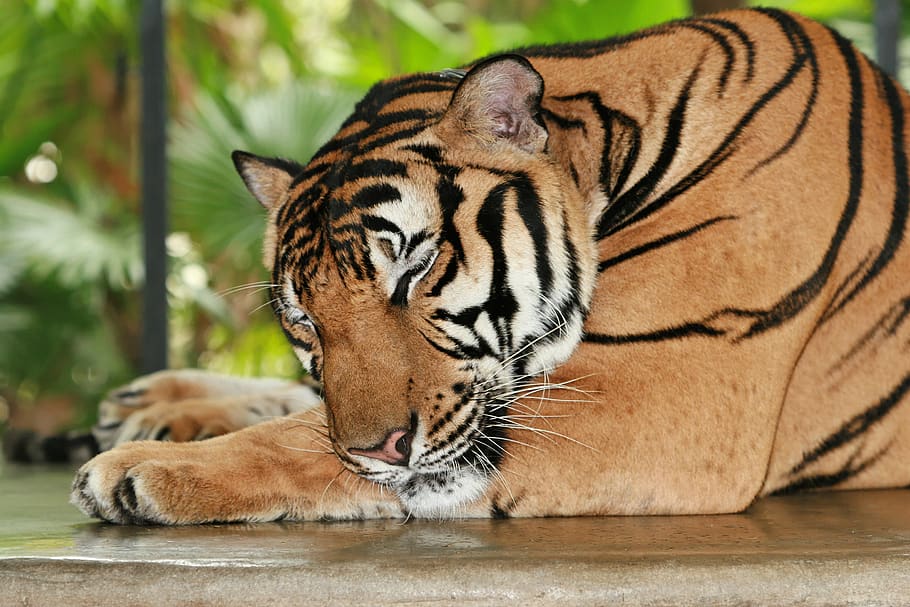 tiger sleeping on gray concrete surface, animal themes, animal wildlife HD wallpaper