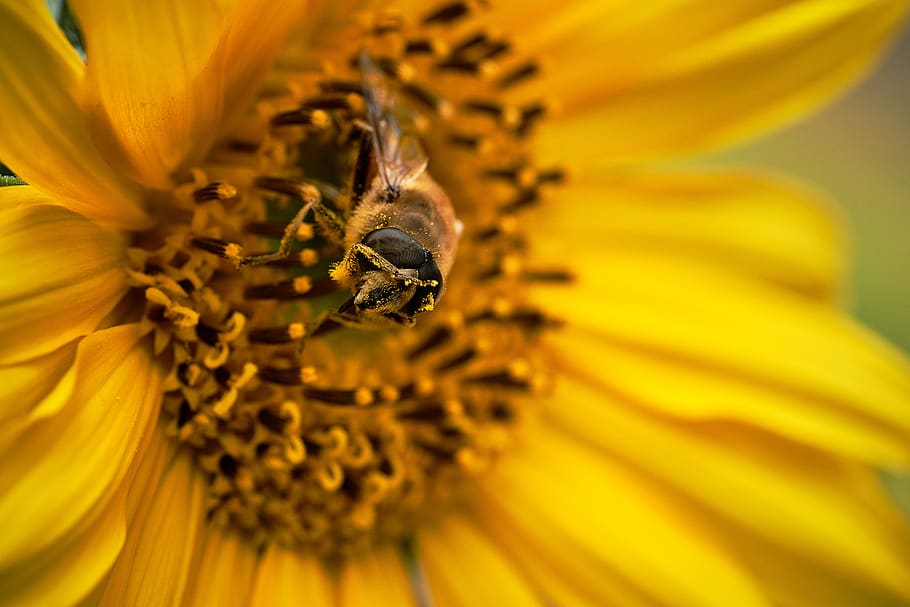 bee on flower during daytime, flowering plant, animal themes HD wallpaper