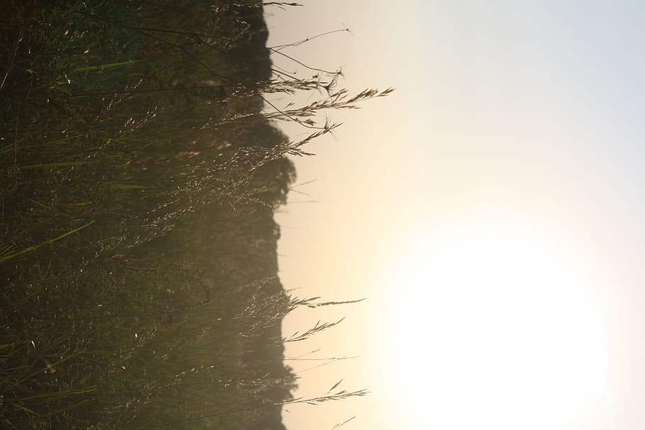 grass, air, sky, sunset, wheat, hiking, trail, outside, nature HD wallpaper