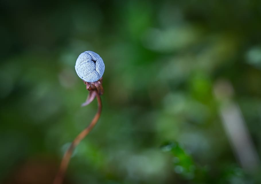 Selective Focus Photography of Blue Flower Bud, blur, blurred background HD wallpaper
