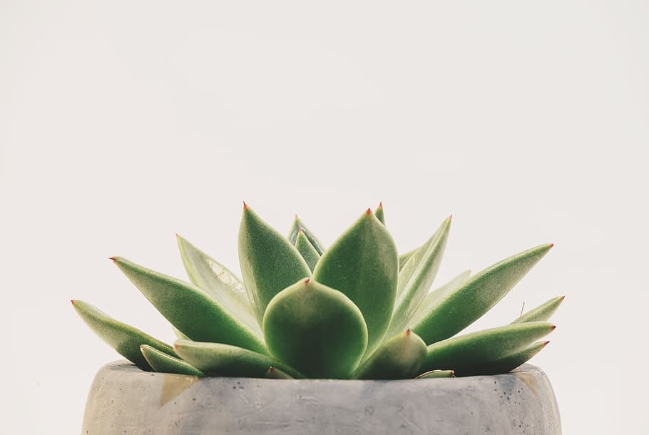 green succulent plant on white pot, aloe, pottery, potted plant, HD wallpaper