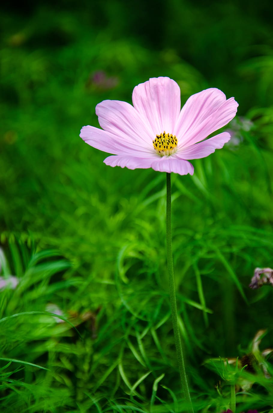 Single Flower - Cute Flower iPhone HD phone wallpaper | Pxfuel