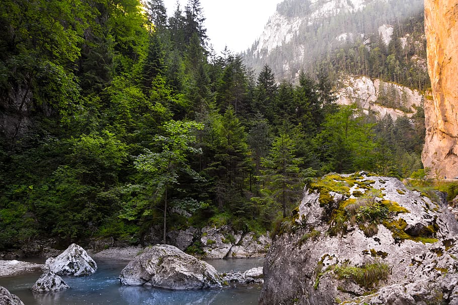 tree, plant, rock, rock - object, beauty in nature, solid, scenics - nature HD wallpaper