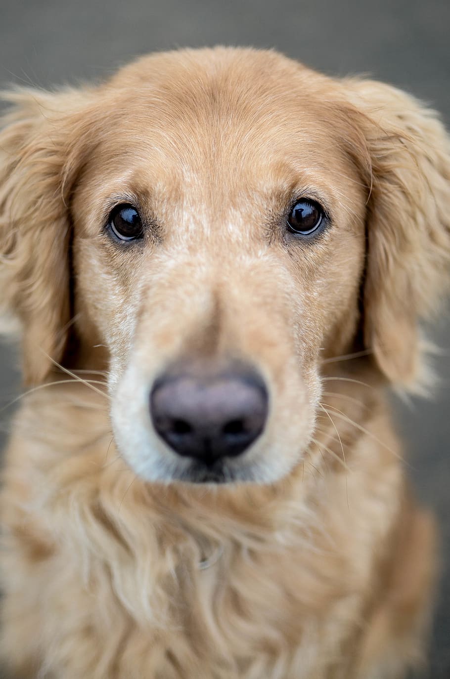 dog, puppy, golden, retriever, golden retriever, nose, eyes, HD wallpaper