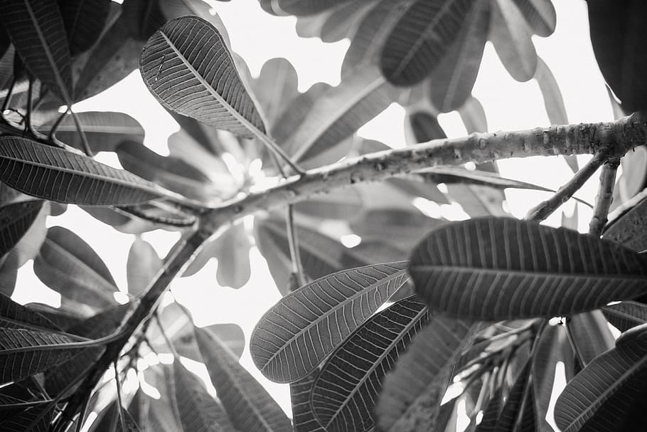 green, leaf, bw, branch, garden, forest, trees, plant part HD wallpaper