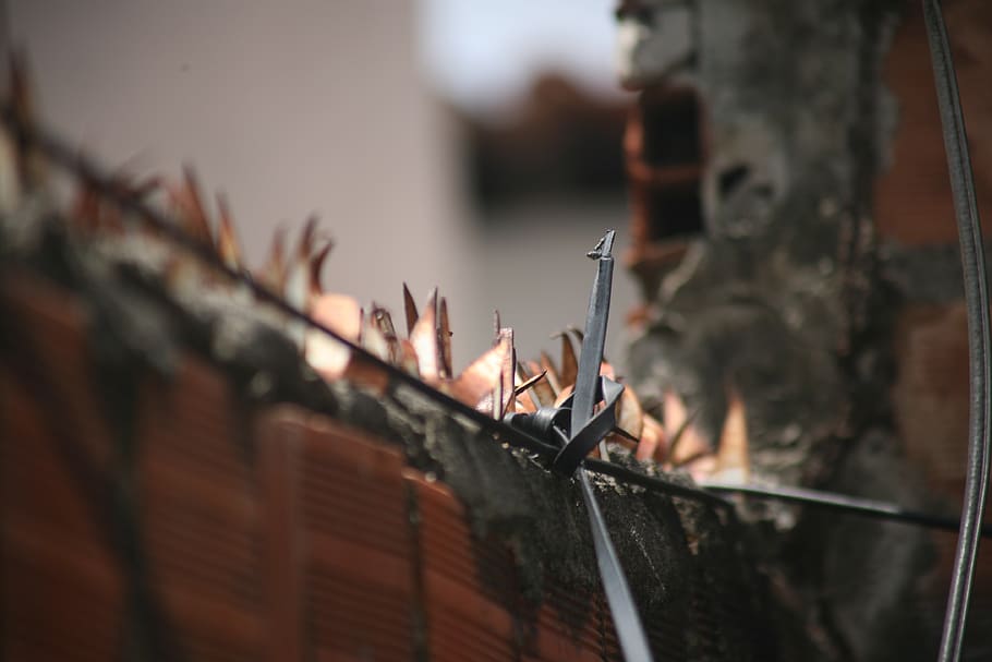 thorns, about, security, demarcation, barrier, rust, watch HD wallpaper