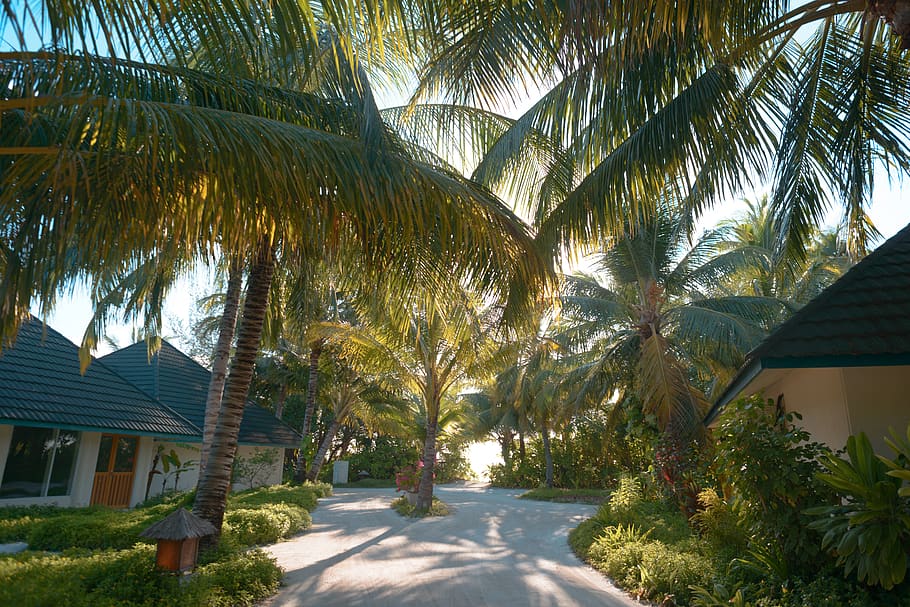 white pathway between coconut trees, outdoors, garden, arbour
