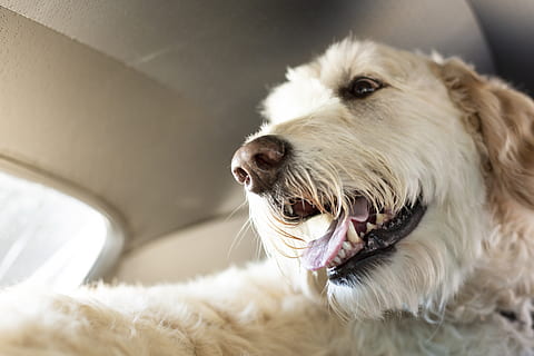 labradoodle inside a vehicle, animal, canine, dog, golden retriever HD wallpaper