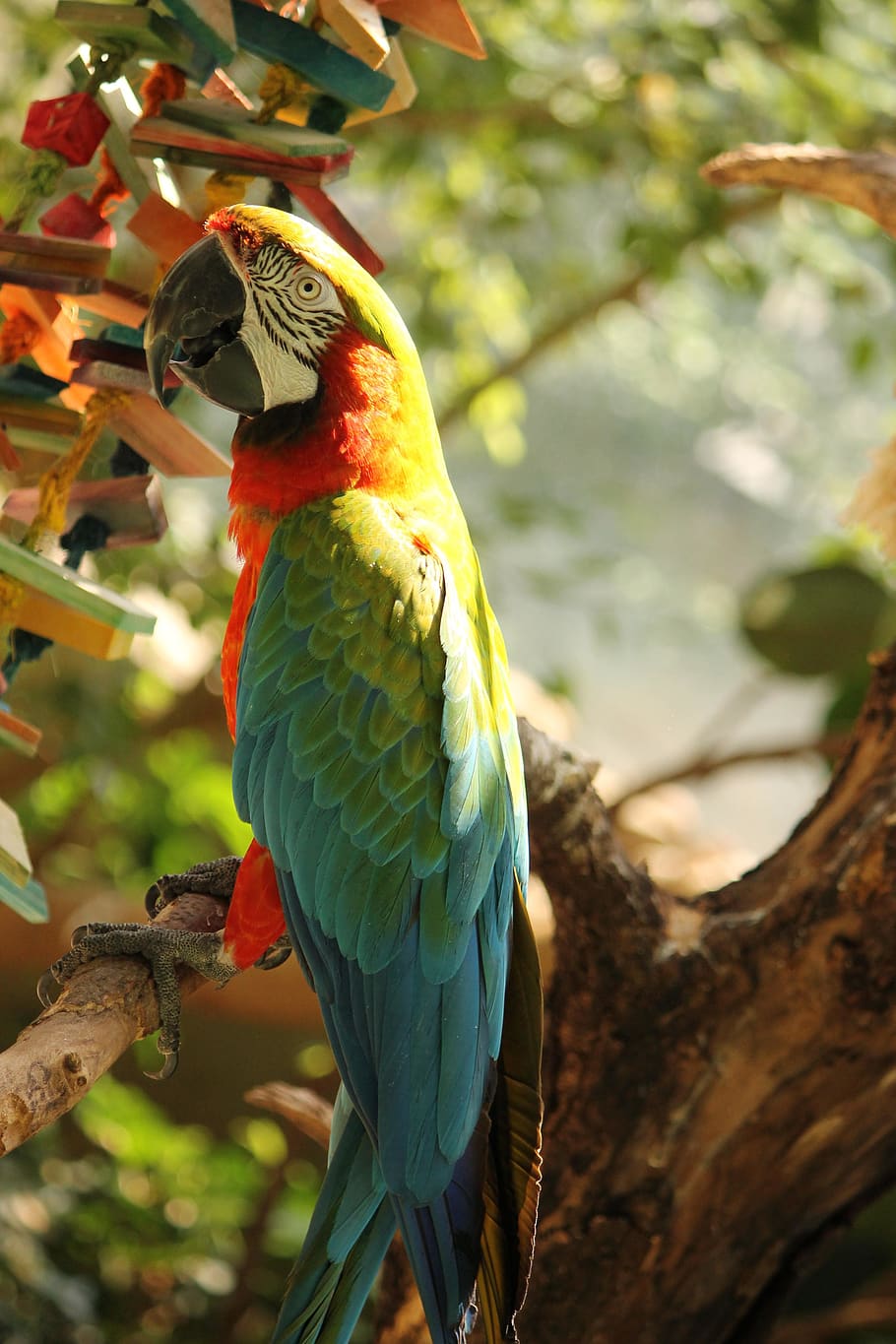 united states, syracuse, rosamond gifford zoo, colorful, parrot, HD wallpaper
