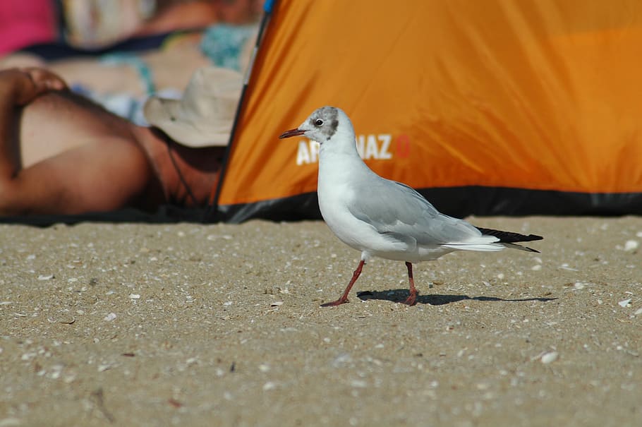 bird, beach, water, sea, seashore, nature, wildlife, seagull HD wallpaper