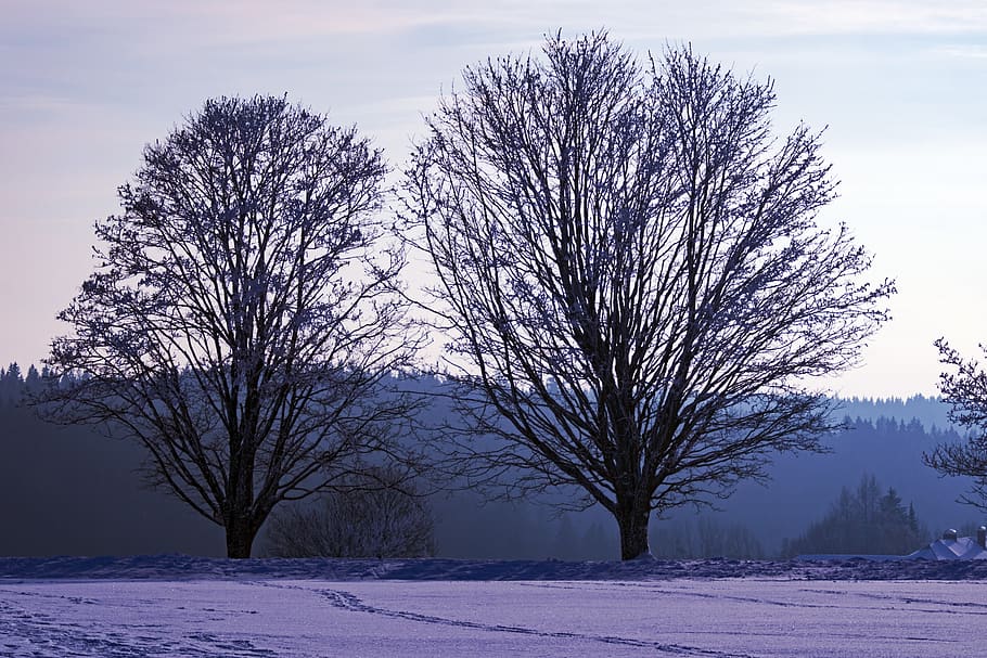 winter, tree, snow, landscape, nature, cold, wintry, snowy HD wallpaper