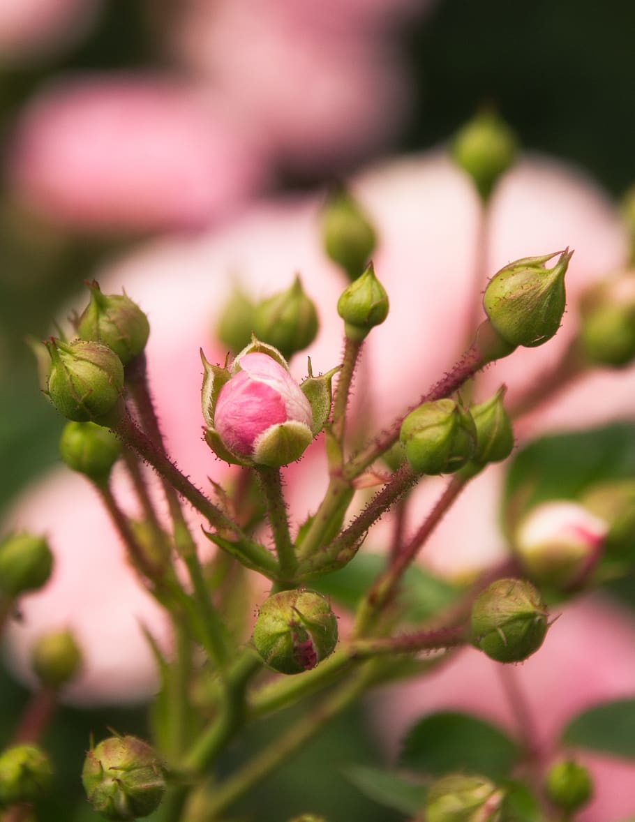 Rosebud  Rose buds, Beautiful flowers photos, Beautiful roses