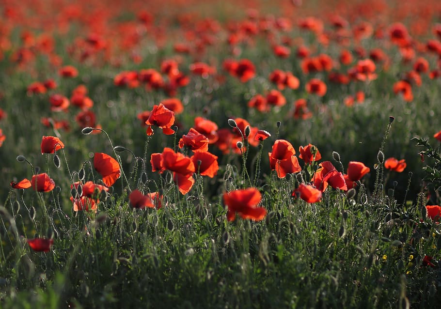 poppies, red, plain, flower, nature, plant, growth, field, flowering plant HD wallpaper