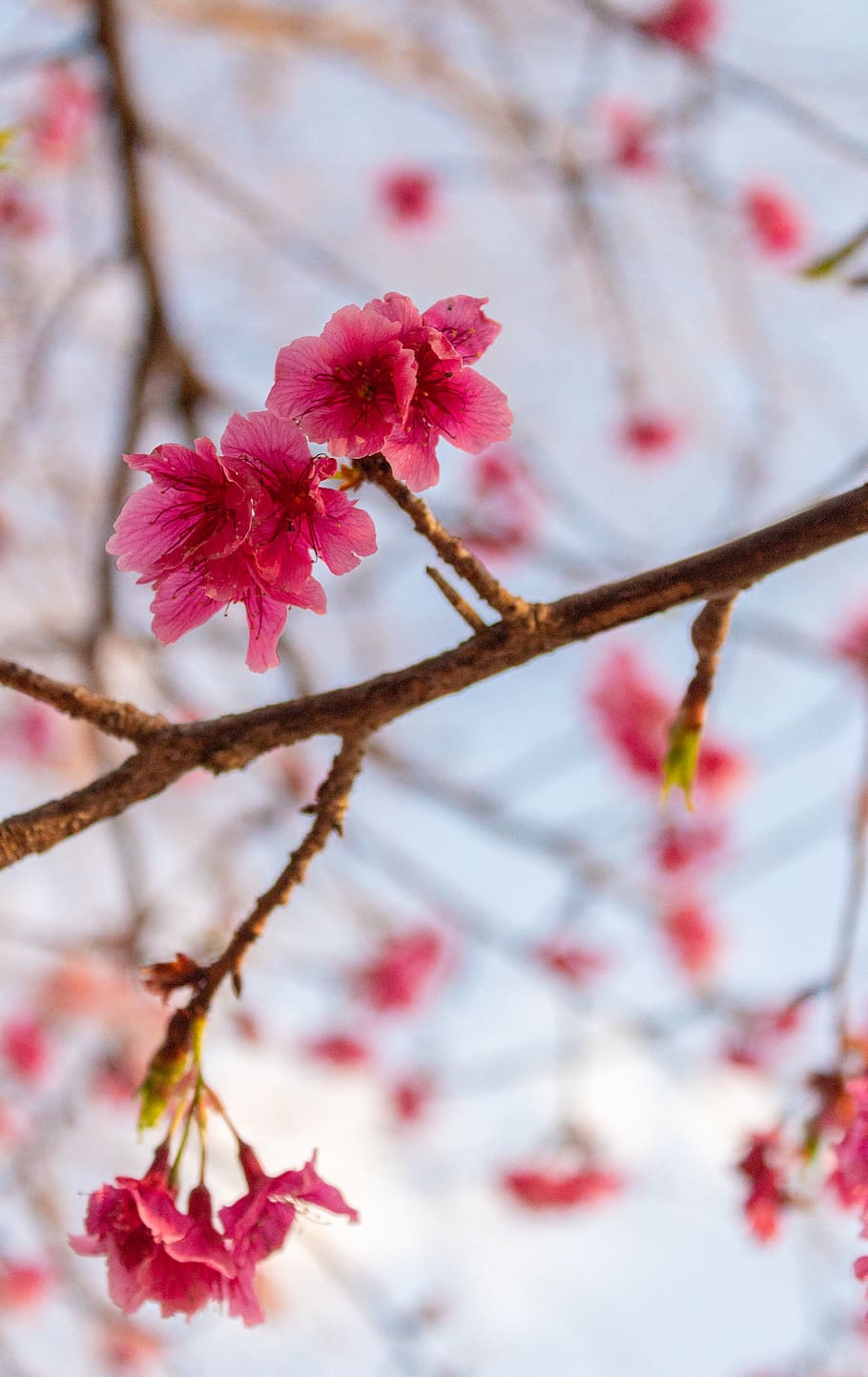 flower, tree, pink, sky, sakura, cherry, japan, flowering plant HD wallpaper