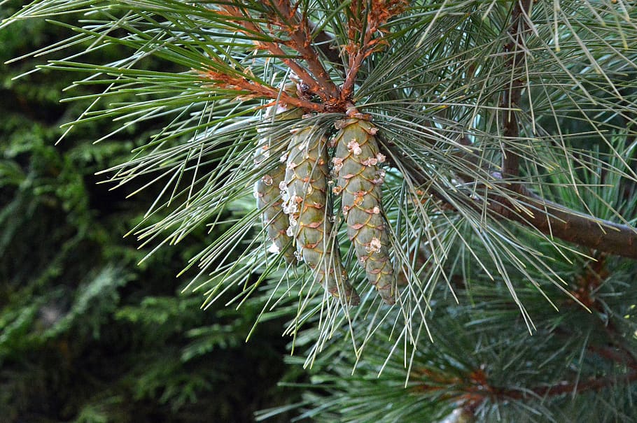 fir tree, tap, pine cones, nature, needles, softwood, evergreen HD wallpaper