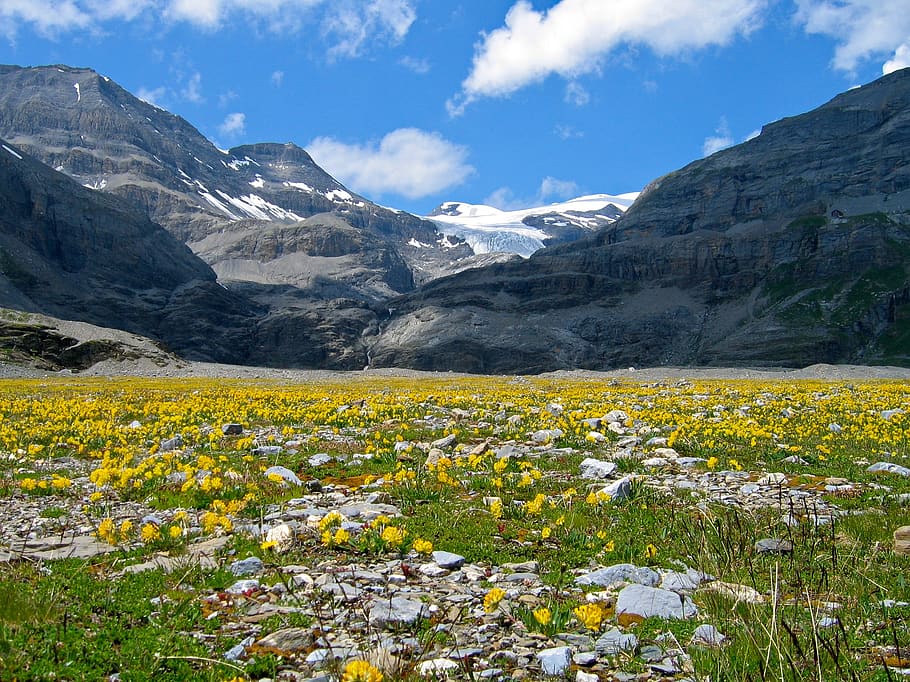 Flower Field Near Mountain, alpine, daylight, environment, glacier HD wallpaper