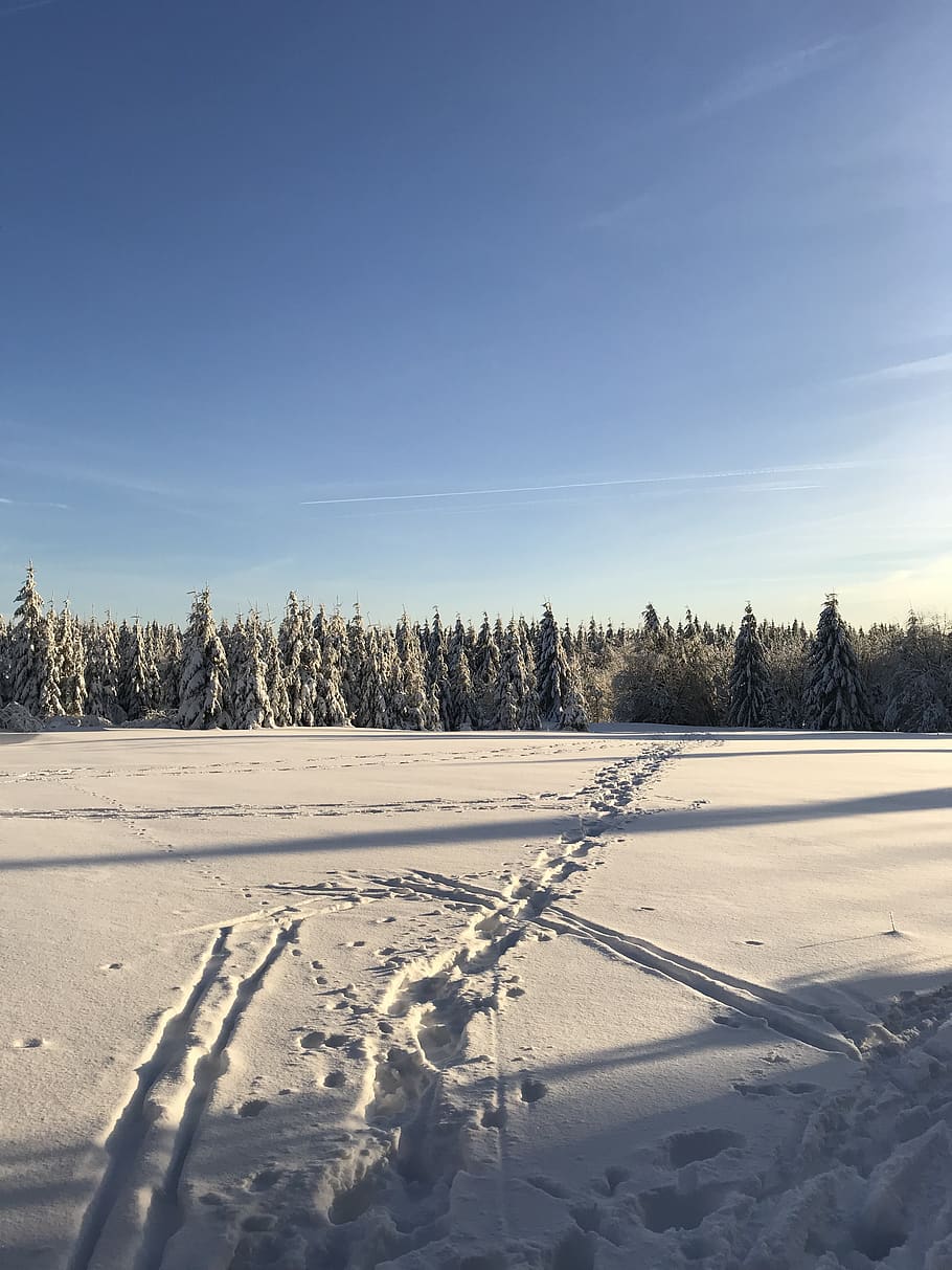 winter, winter forest, snow, wintry, cold, nature, winter magic HD wallpaper