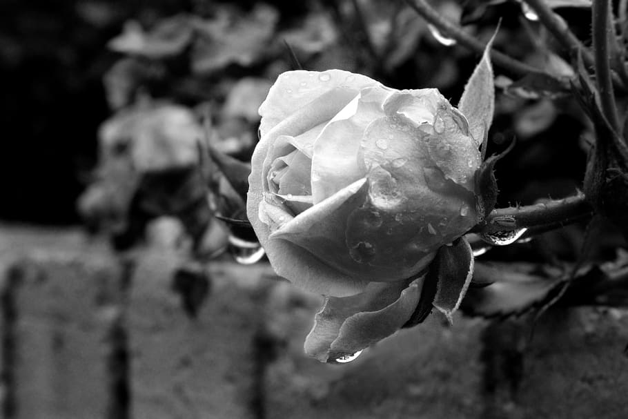 rose, flower, nature, summer, garden, petals, white, black and white HD wallpaper