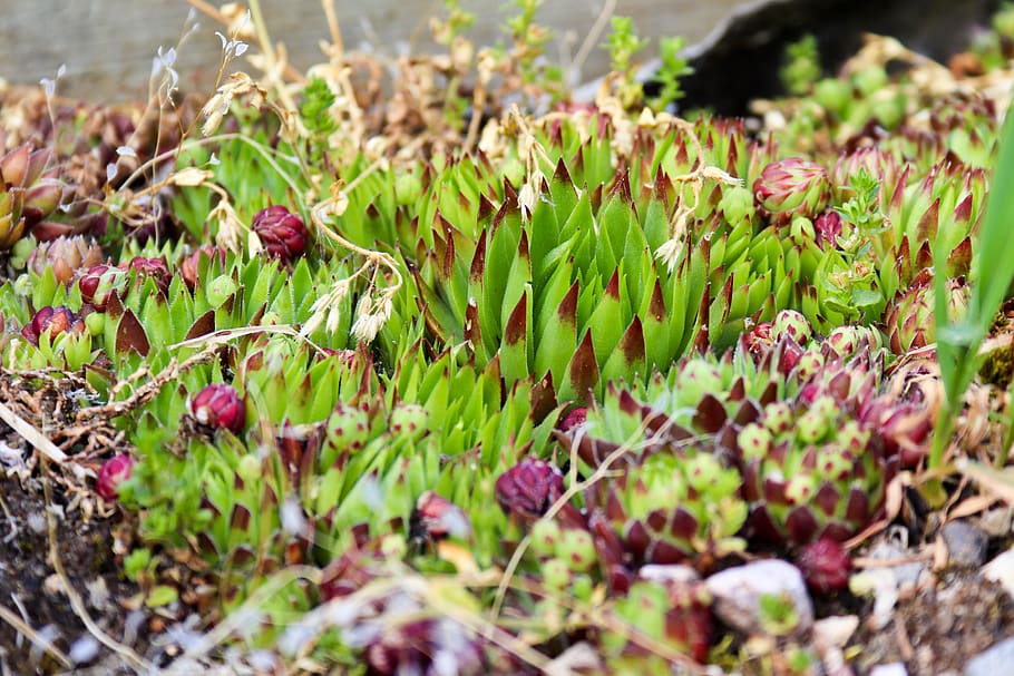 moss, grass, flower, green, garden, houseleek, plants, growth HD wallpaper