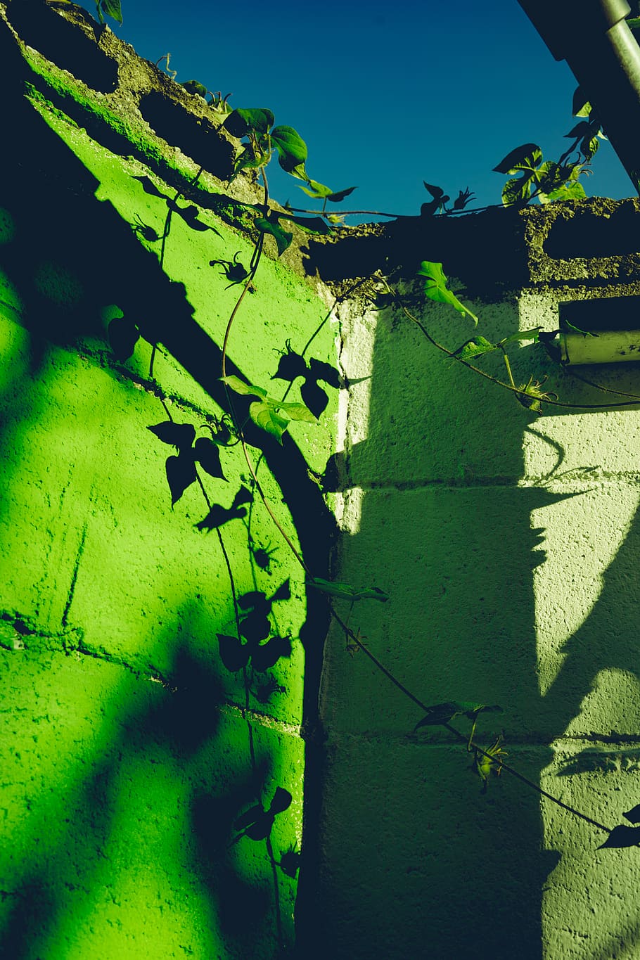 Photo of Green Leafed Vines, color, design, shadow, texture, wall HD wallpaper