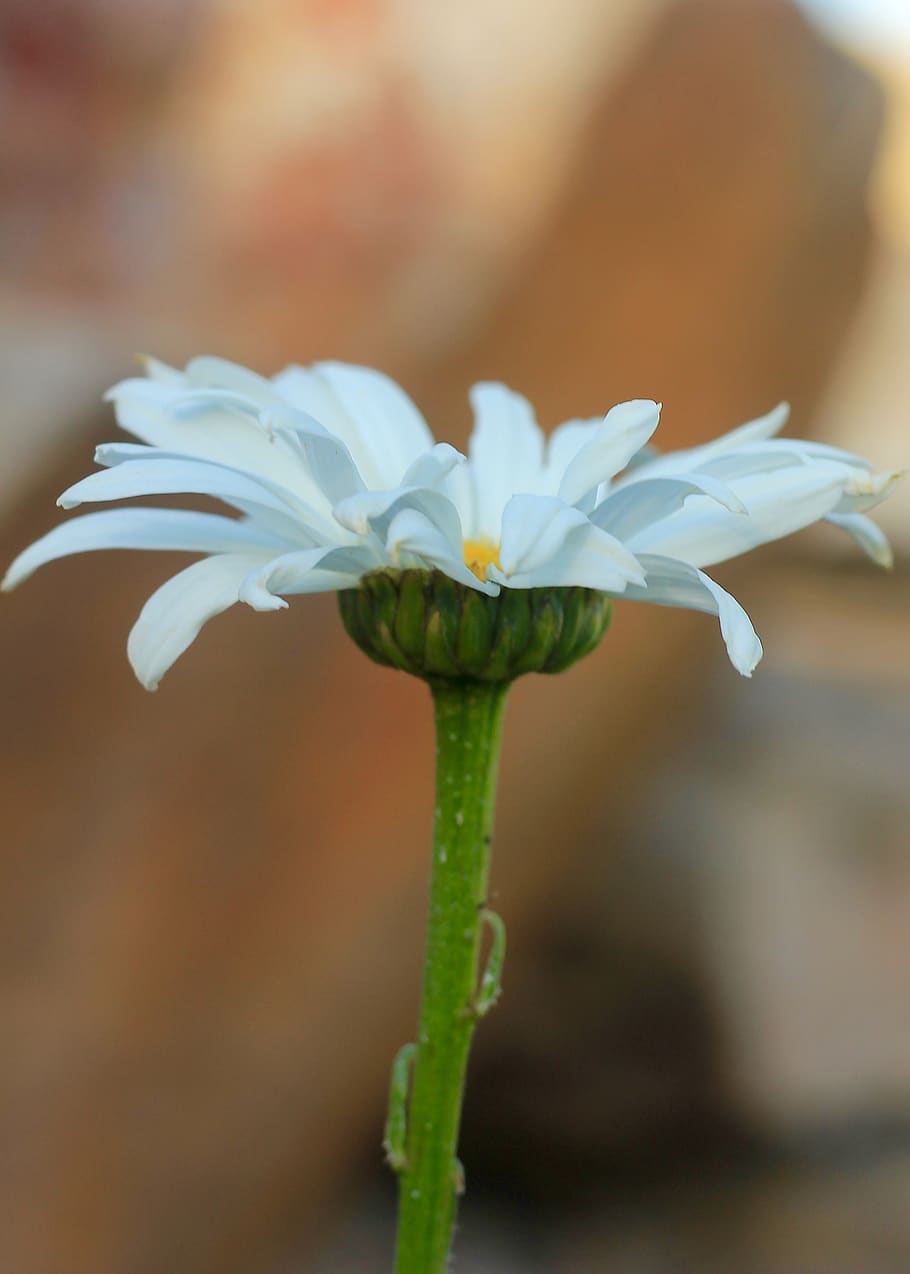 daisy, white, flower, summer, petals, nature, bloom, garden HD wallpaper