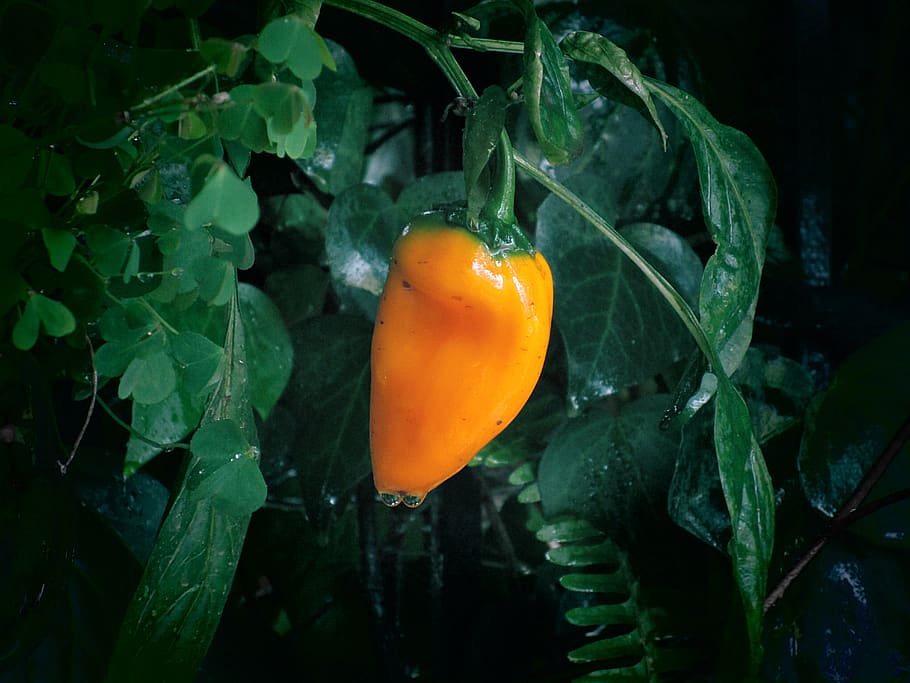 pepper, chili pepper, orange, cold, winter, leaf, plant part HD wallpaper