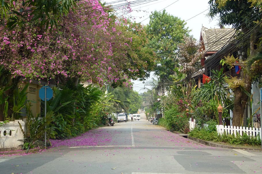 laos, luang prabang, flowers, asia, green, streetlife, landscape
