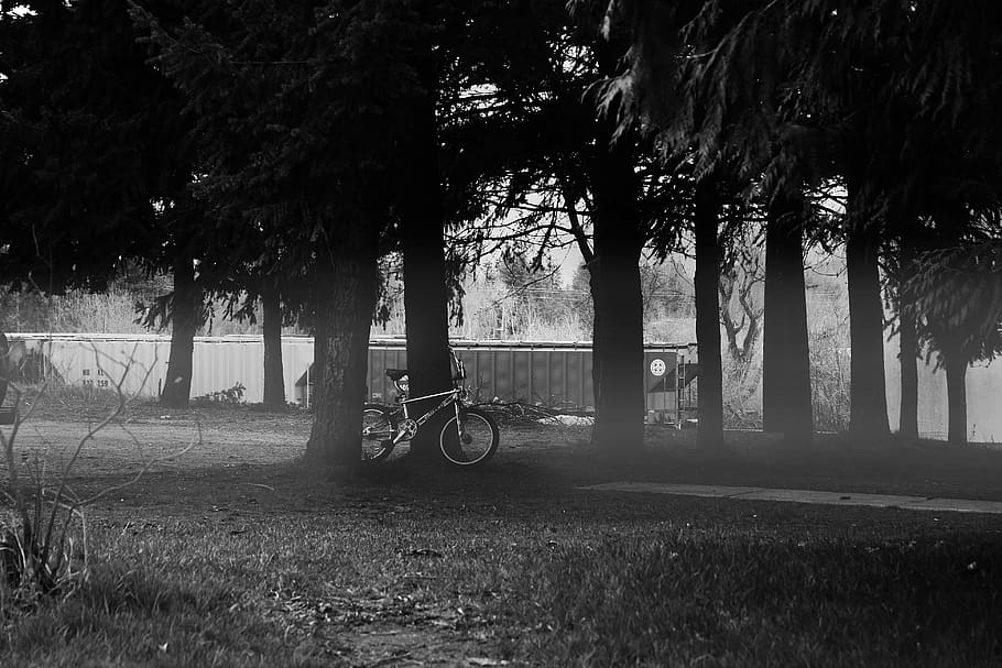 bike, tree, plant, tree trunk, land, nature, transportation HD wallpaper