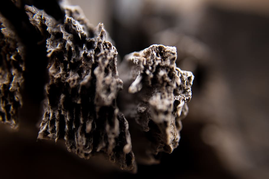 wood, macro, close-up, food, selective focus, food and drink HD wallpaper
