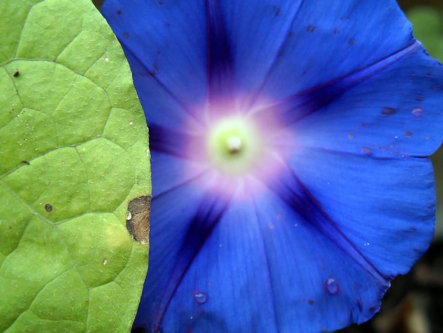 flower, leaf, plants, nature, garden, floral, petals, environment HD wallpaper