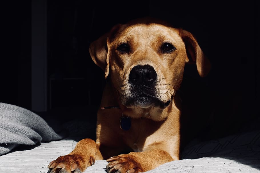 dog, pet, hound, lab, wallpaper, background, orange, portrait HD wallpaper