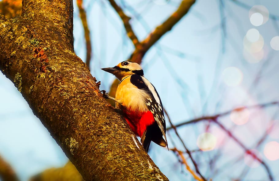 white and black bird, animal, finch, woodpecker, flicker bird HD wallpaper