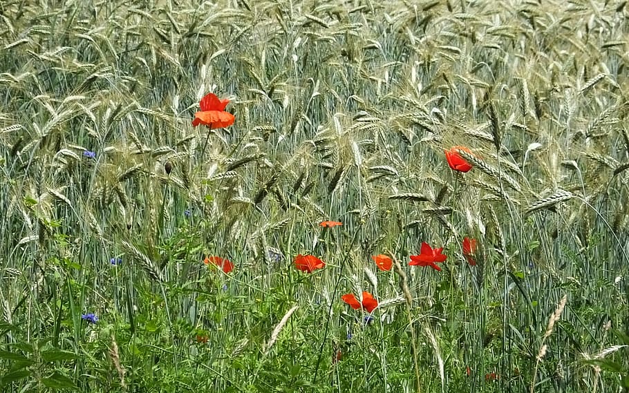 barley, corn, klaprooos, flowering plant, growth, red, beauty in nature HD wallpaper