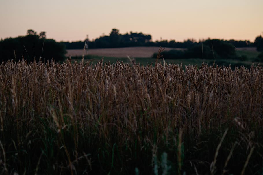 denmark, terndrup, corn field, nature, summer night, tranquility HD wallpaper