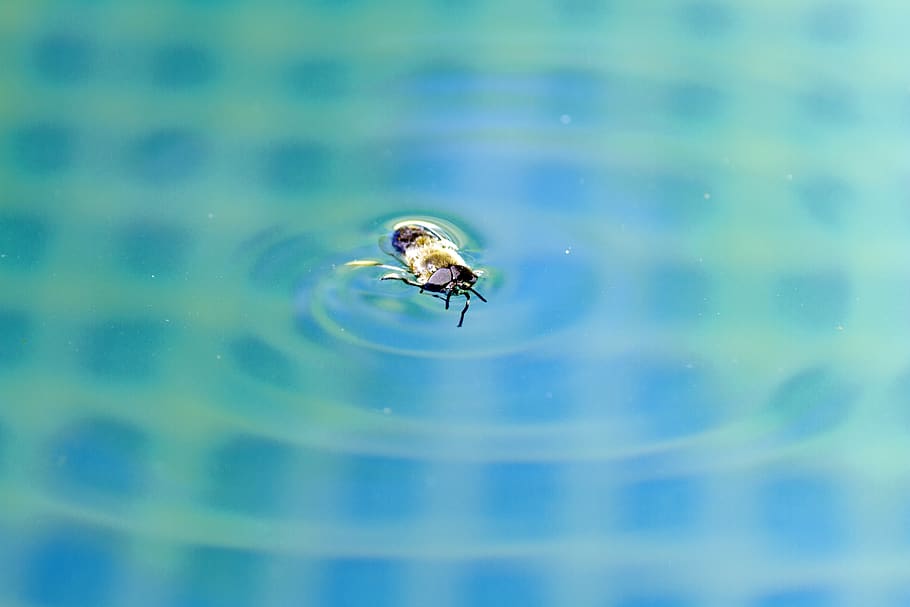 insect, water, swim, bath, nature, one animal, animal wildlife HD wallpaper