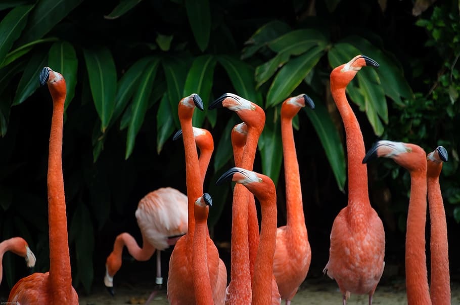 long, neck, orange, birds, animal, green, plant, animal themes HD wallpaper