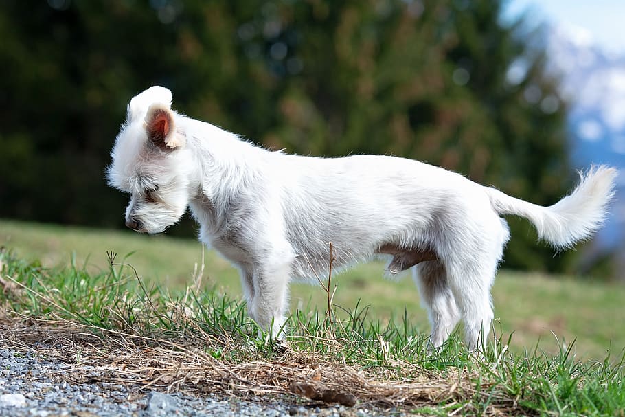 dog, white, out, attention, small, small dog, spout, maltese-havanese