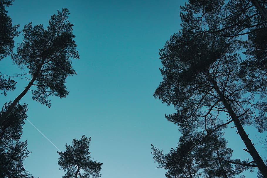 green trees under green night sky, plant, nature, fir, abies HD wallpaper