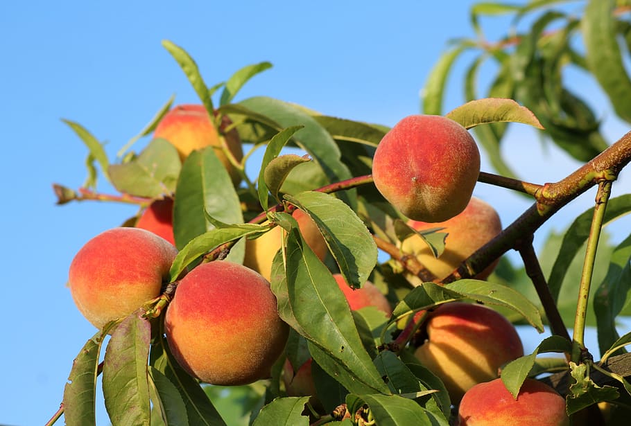 peaches, fruit, maturation, summer, food, eat, vitamins, healthy HD wallpaper