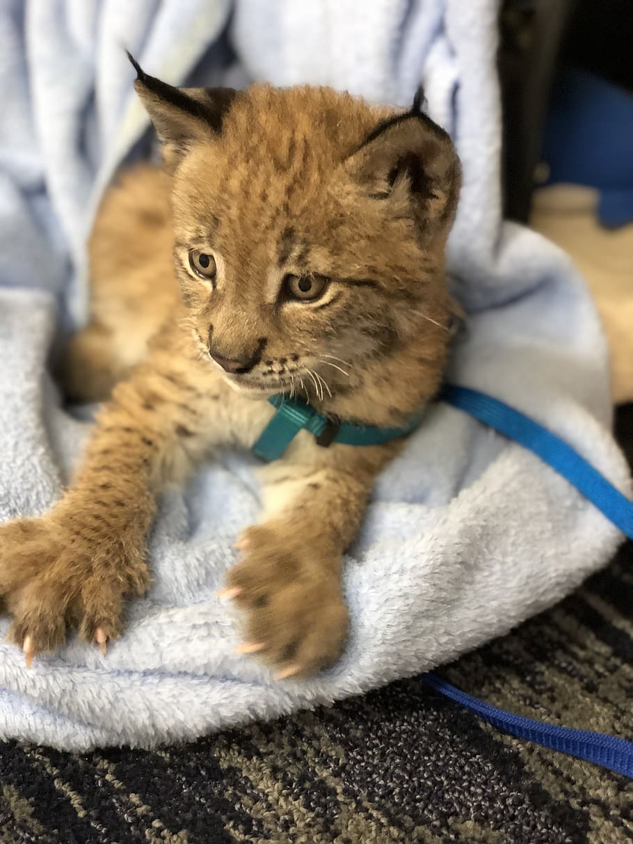 lynx, wildcat, cub, animal, carnivores, nature, predator, wildlife HD wallpaper