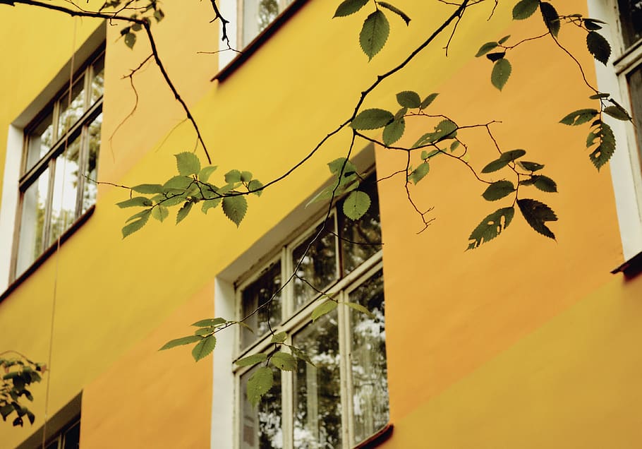 building exterior, architecture, built structure, yellow, plant part HD wallpaper