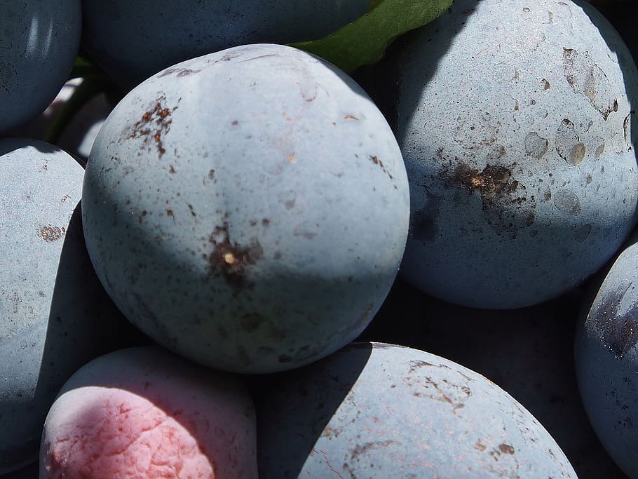 plums, fruit, blue, purple, harvest, fill, thanksgiving, no people HD wallpaper