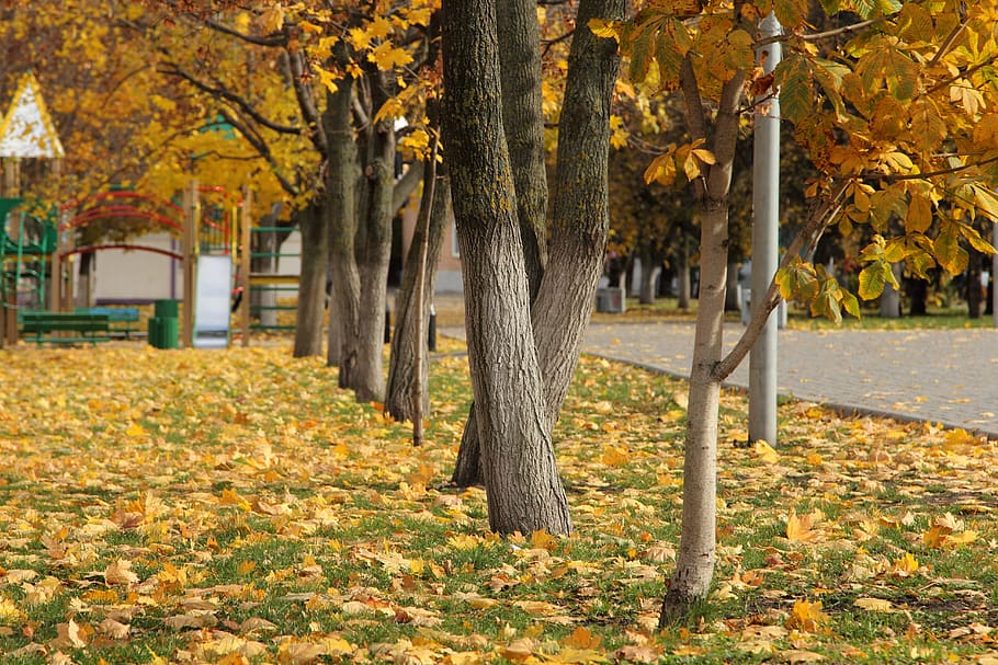 Осень на дворе. Дерево во дворе осень. Осенний двор, лес парк. Осень на дворе деревья в серебре. Осень пиксабай.