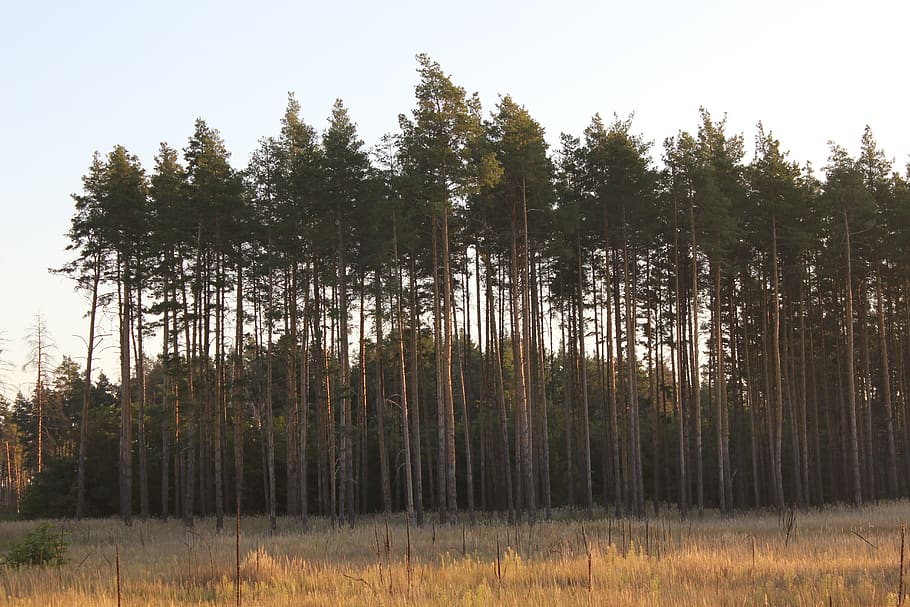pine, field, landscape, nature, tree, green, grass, forests HD wallpaper